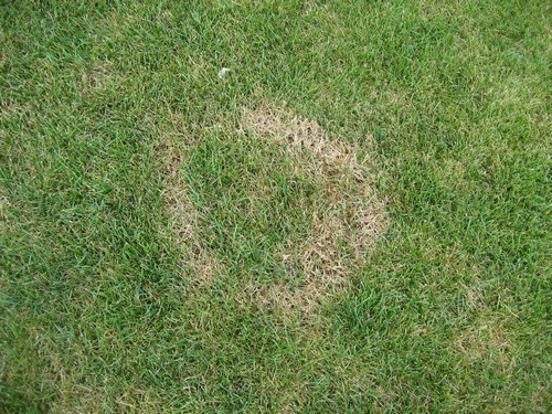 Necrotic Ring Spot Lawn Fungus Disease